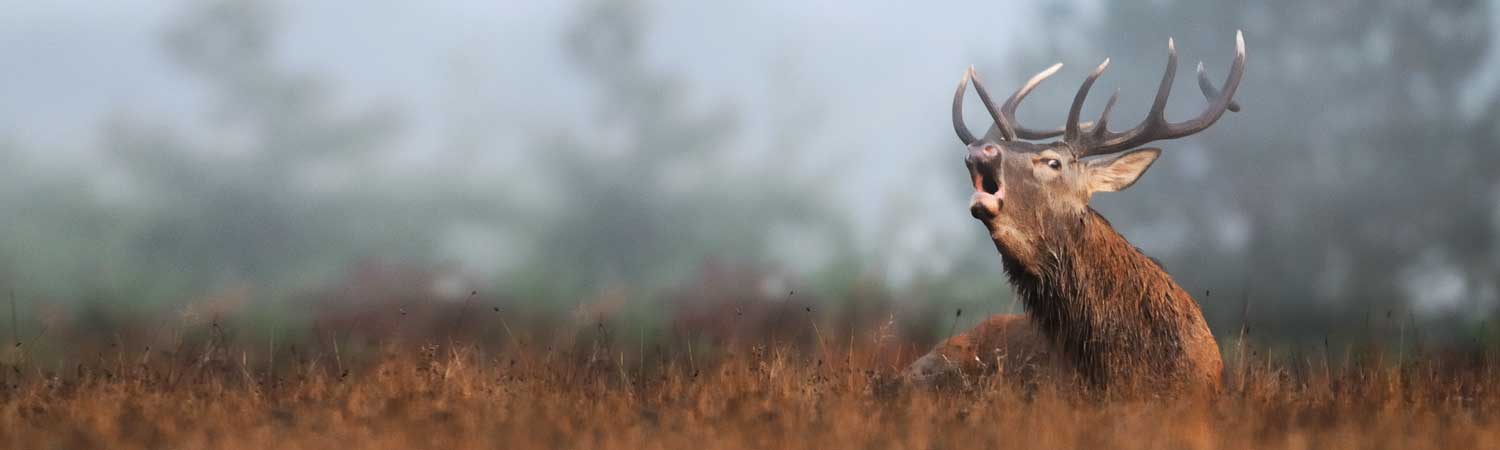 cerf-faune-sologne