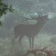 Lors d’une balade en forêt en Sologne au début de l’automne, les promeneurs peuvent entendre de long râles… Il s’agit des cerfs en rut, qui font entendre leur fameux « Brame » pour marquer un territoire et asseoir une réputation.