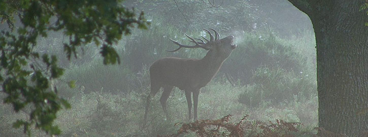Lors d’une balade en forêt en Sologne au début de l’automne, les promeneurs peuvent entendre de long râles… Il s’agit des cerfs en rut, qui font entendre leur fameux « Brame » pour marquer un territoire et asseoir une réputation.