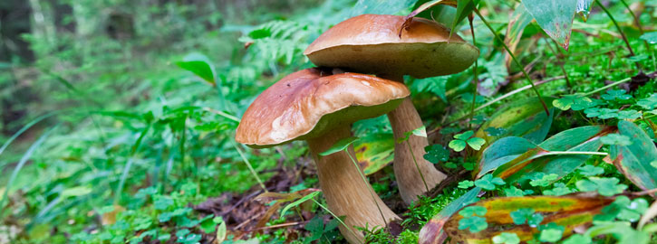 Instants nature - Cueillettes et gourmandises
