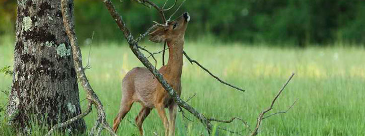 Photographie animalière by Cyrille Delorme et Véronique Fleuriau