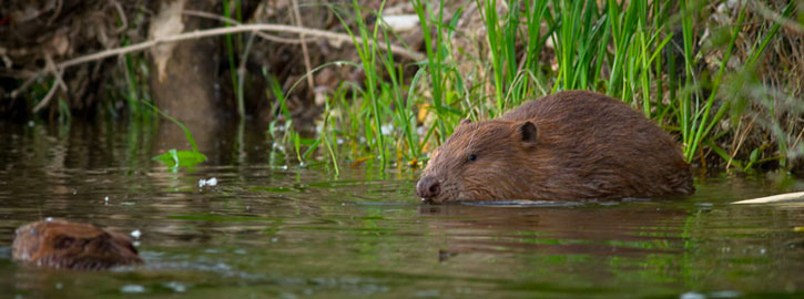 A la découverte du castor