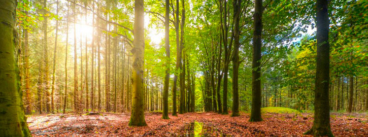 Festival des étangs - Découverte du site de Tertre La Ferte-Imbault