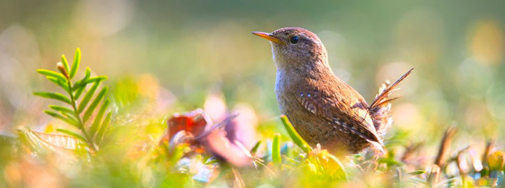 Festival des étangs - Exposition de photographies