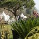 Fête des plantes au Château de Cheverny