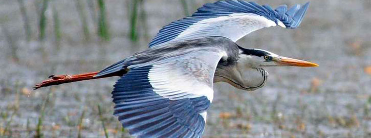 Sortie nature - Ces oiseaux qui nous entourent