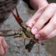 Festival des étangs - Pêche aux écrevisses en famille