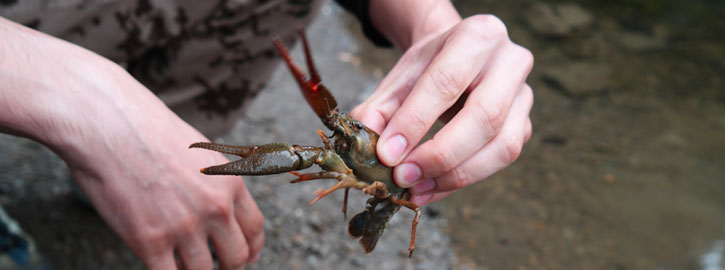 Festival des étangs - Pêche aux écrevisses en famille