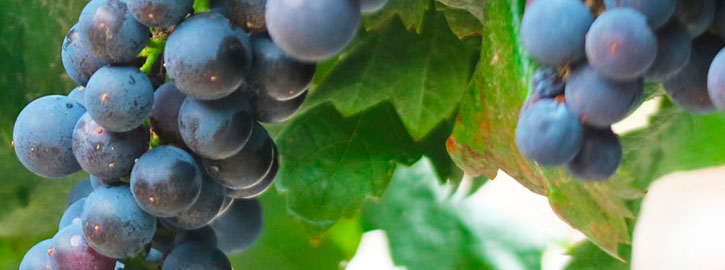 Salon des vins organisé par le Rotary Club de romorantin