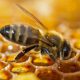 Les secrets de la ruche et de la pollinisation