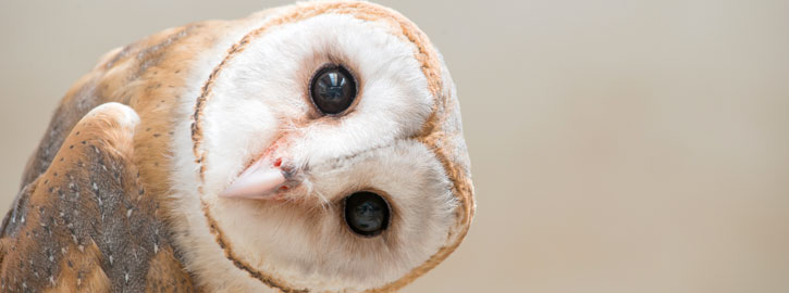 Sorite chouette - Maison de la Loire