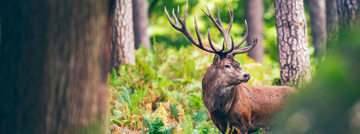 Trophées de cerfs - Fédération Départementale des chasseurs