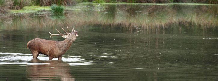 Festival des étangs - Vie aquatique de l'étang de Mon-Evray