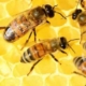 Instants Nature - Bee Api
