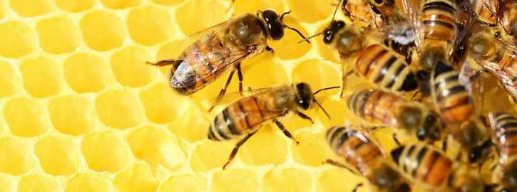 Instants Nature - Bee Api