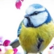 Instants Nature - Oiseaux des villes et des jardins
