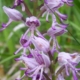 Sortie Nature - Les orchidées sauvages