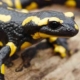Sortie Nature - Salamandres et dragons d'eau