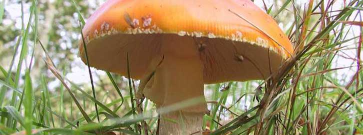 Découvrons les champignons à Neuvy